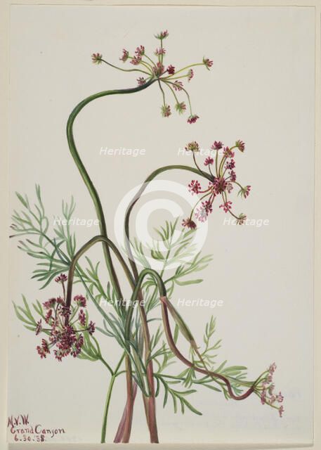 Pseudocymopterus montanus, 1938. Creator: Mary Vaux Walcott.
