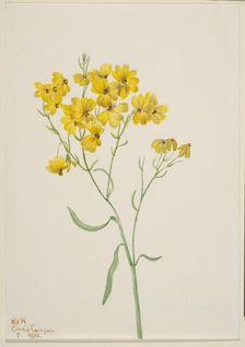 Psilostrophe sparsiflora, 1938. Creator: Mary Vaux Walcott