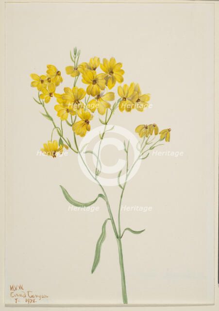 Psilostrophe sparsiflora, 1938. Creator: Mary Vaux Walcott.