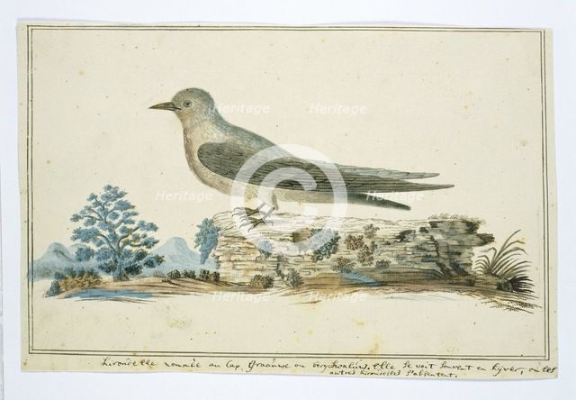 Ptynoprogne fuligula (Rock martin), 1777-1786. Creator: Robert Jacob Gordon.