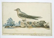 Ptynoprogne fuligula (Rock martin), 1777-1786. Creator: Robert Jacob Gordon