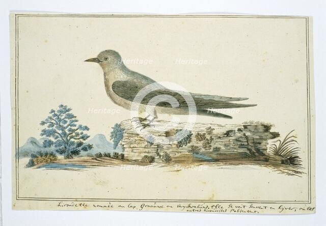 Ptynoprogne fuligula (Rock martin), 1777-1786. Creator: Robert Jacob Gordon.