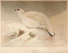 Ptarmigan (Lagopus mutus) 1900, (1900). Artist: Charles Whymper