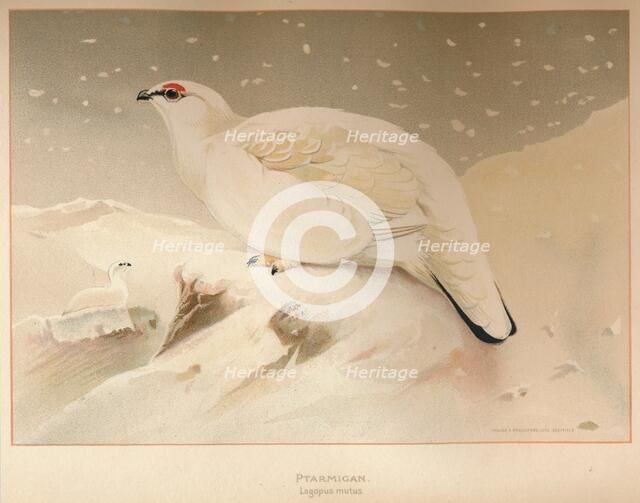 'Ptarmigan (Lagopus mutus)', 1900, (1900). Artist: Charles Whymper.