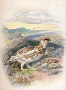 Ptarmigan - Lago'pus mu'tus c1910, (1910). Artist: George James Rankin