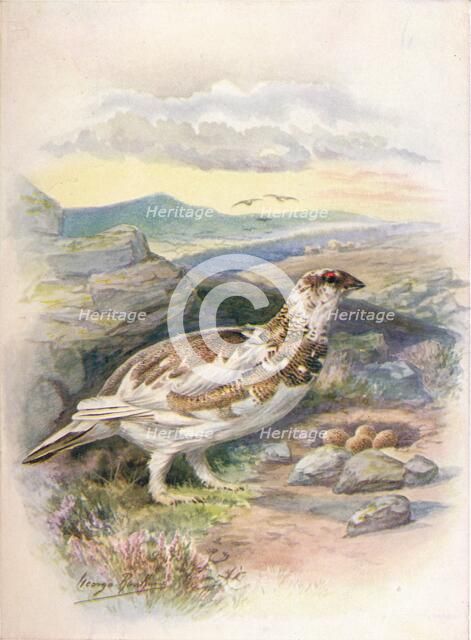 'Ptarmigan - Lago'pus mu'tus', c1910, (1910). Artist: George James Rankin.