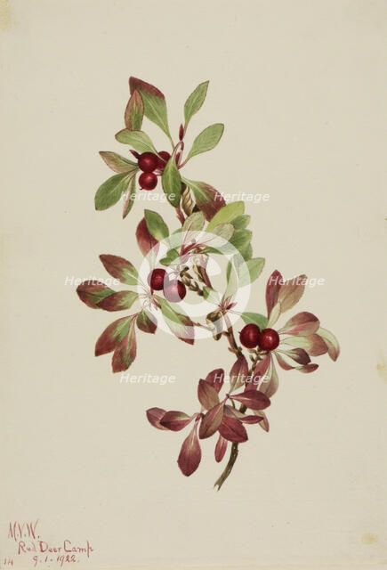 Ptarmiganberry (Arctous alpina), 1922. Creator: Mary Vaux Walcott.