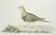 Pterocles namaqua (Namaqua sandgrouse), c.1778. Creator: Robert Jacob Gordon