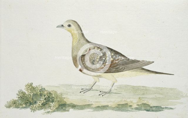 Pterocles namaqua (Namaqua sandgrouse), c.1778. Creator: Robert Jacob Gordon.