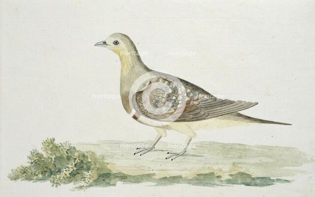 Pterocles namaqua (Namaqua sandgrouse), c.1778. Creator: Robert Jacob Gordon.