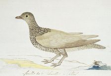 Pteroclurus bicinctus (Double-banded sandgrouse), c.1778. Creator: Robert Jacob Gordon