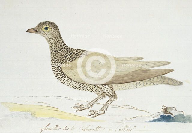 Pteroclurus bicinctus (Double-banded sandgrouse), c.1778. Creator: Robert Jacob Gordon.