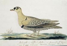 Pteroclurus bicinctus (Double-banded sandgrouse), c.1778. Creator: Robert Jacob Gordon