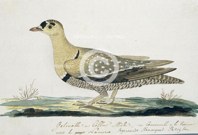 Pteroclurus bicinctus (Double-banded sandgrouse), c.1778. Creator: Robert Jacob Gordon.