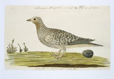 Pteroclurus namaqua (Namaqua sandgrouse), c.1778. Creator: Robert Jacob Gordon