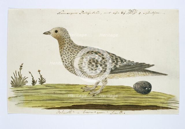 Pteroclurus namaqua (Namaqua sandgrouse), c.1778. Creator: Robert Jacob Gordon.