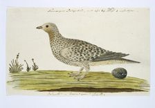 Pteroclurus namaqua (Namaqua sandgrouse), c.1778. Creator: Robert Jacob Gordon