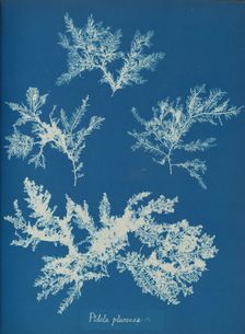 Ptilota plumosa, ca. 1853. Creator: Anna Atkins