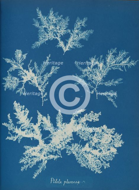 Ptilota plumosa, ca. 1853. Creator: Anna Atkins.