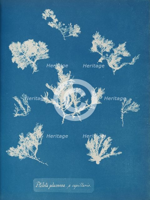 Ptilota plumosa. ß capillaris, ca. 1853. Creator: Anna Atkins.