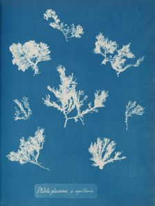 Ptilota plumosa. ß capillaris, ca. 1853. Creator: Anna Atkins