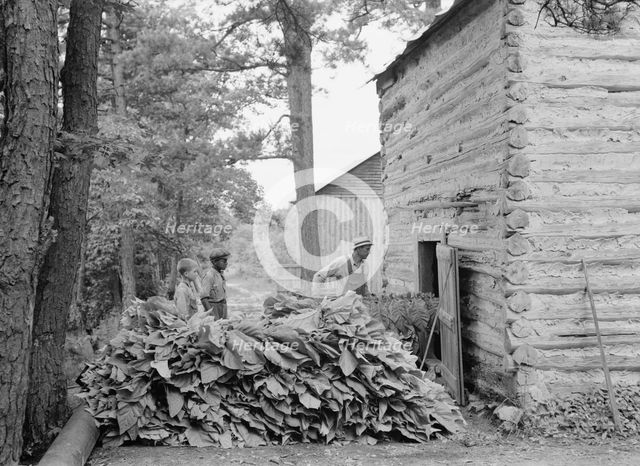 Putting in tobacco after the morning work, Shoofly, North Carolina, 1939. Creator: Dorothea Lange.