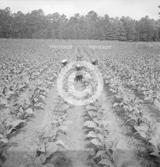 Putting in tobacco. Shoofly, North Carolina, 1939. Creator: Dorothea Lange.