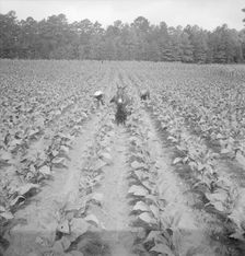 Putting in tobacco. Shoofly, North Carolina, 1939. Creator: Dorothea Lange