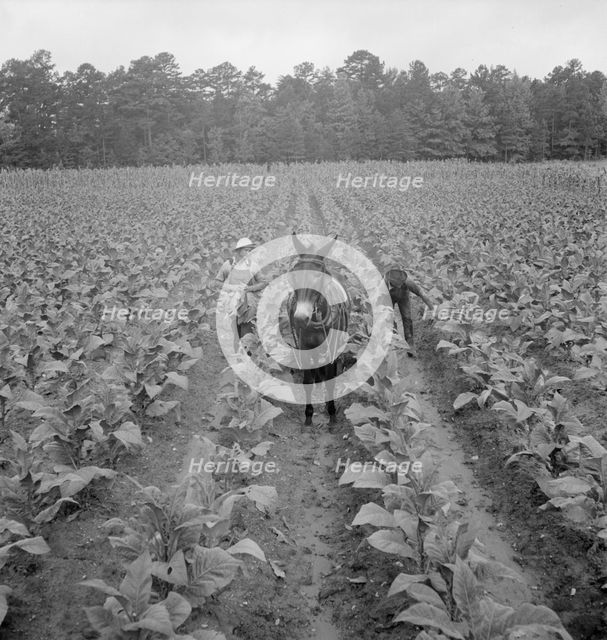 Putting in tobacco, Shoofly, North Carolina, 1939. Creator: Dorothea Lange.
