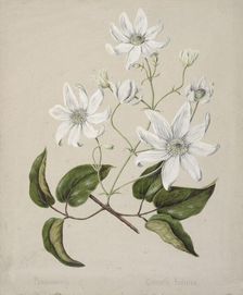 Puawananga - Clematis indivisa, c.1885. Creator: Sarah Featon