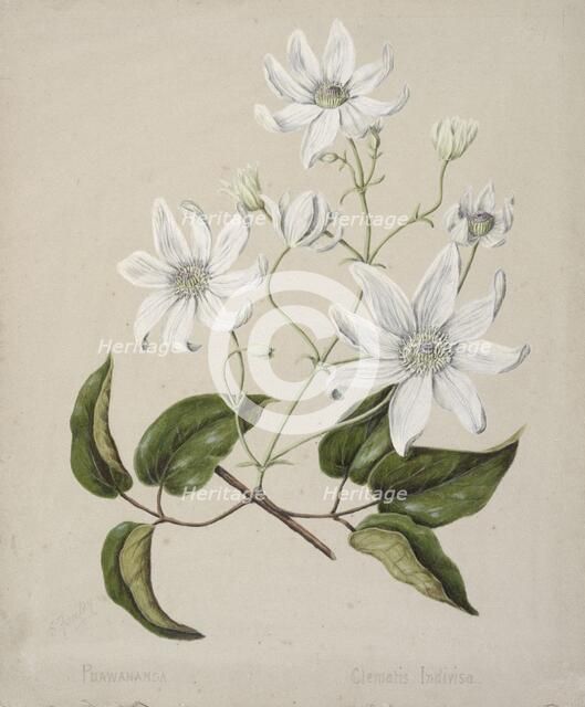 Puawananga - Clematis indivisa, c.1885. Creator: Sarah Featon.