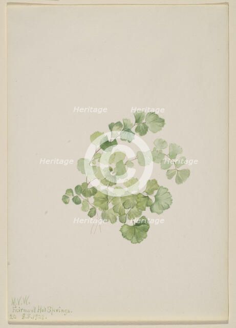 Puccoon (Lithospermum ruderale), 1923. Creator: Mary Vaux Walcott.