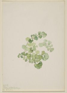 Puccoon (Lithospermum ruderale), 1923. Creator: Mary Vaux Walcott