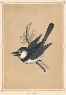 Puff Bird (Bucconidae), c1850, (1856)