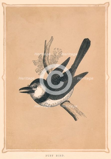 'Puff Bird', (Bucconidae), c1850, (1856). Artist: Unknown.