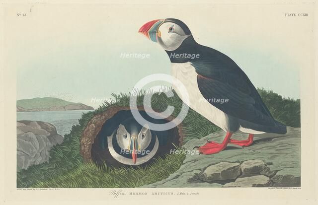 Puffin, 1834. Creator: Robert Havell.