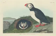 Puffin, 1834. Creator: Robert Havell
