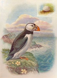 Puffin - Frater'cula arc'tica c1910, (1910). Artist: George James Rankin
