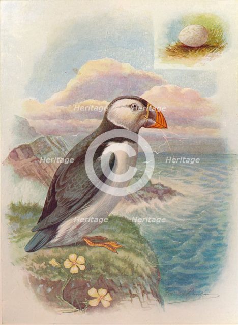'Puffin - Frater'cula arc'tica', c1910, (1910). Artist: George James Rankin.