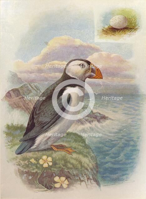 'Puffin - Frater'cula arc'tica', c1910, (1910). Artist: George James Rankin.