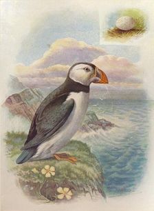 Puffin - Frater'cula arc'tica c1910, (1910). Artist: George James Rankin