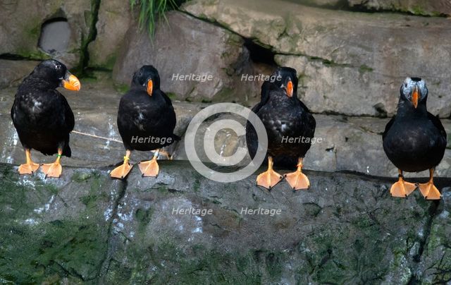 Puffins, Monterey Bay Aquarium, Monterey, California, USA, 2022. Creator: Ethel Davies.