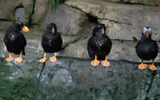 Puffins, Monterey Bay Aquarium, Monterey, California, USA, 2022. Creator: Ethel Davies