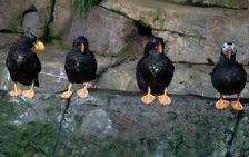 Puffins, Monterey Bay Aquarium, Monterey, California, USA, 2022. Creator: Ethel Davies