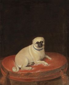 Pug, unknown date. Creator: Anon