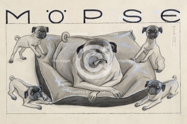 Pugs. Creator: Heine, Thomas Theodor (1867-1948).