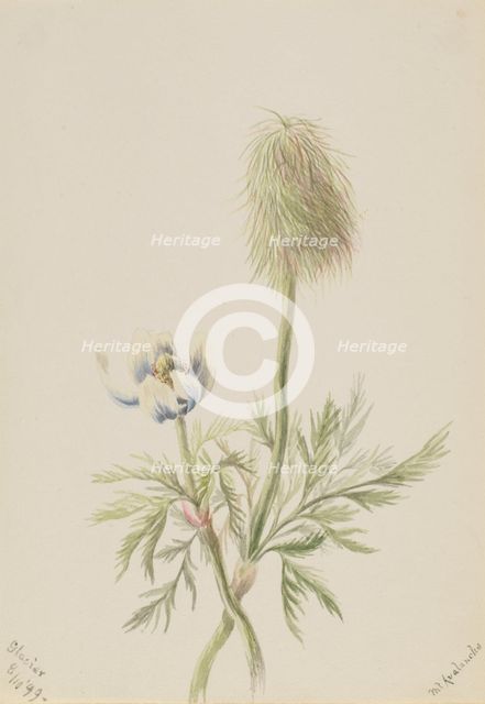 Pulsatilla occidentalis, 1899. Creator: Mary Vaux Walcott.