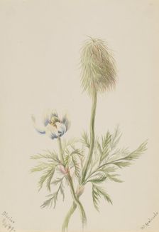 Pulsatilla occidentalis, 1899. Creator: Mary Vaux Walcott
