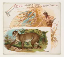 Puma, from Quadrupeds series (N41) for Allen & Ginter Cigarettes, 1890. Creator: Allen & Ginter