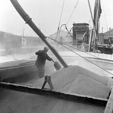 Pumping grain into barges, Millwall, London, 1953. Creator: Henry Grant